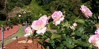 在阳光明媚的日子里，粉红色和白色的玫瑰在微风中摇曳。
