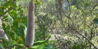 一种未成熟的澳大利亚本土植物，一种针班克西亚植物，在春天的微风中轻轻吹拂。
