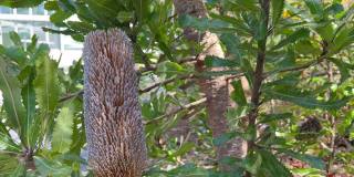 澳大利亚的一种本地植物，针叶班克西亚的一种，可以看到在春天的微风中轻轻地吹拂。