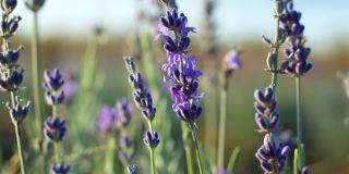 田野里盛开着芬芳的紫色薰衣草的特写。薰衣草的普罗旺斯。