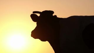 日落时奶牛的剪影。牛在牧场,视频素材模板下载