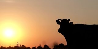 日落时奶牛的剪影。牛在牧场,
