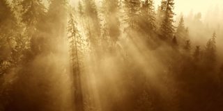 飞过松树林，温暖的金色阳光穿透树木和雾气。森林里令人惊叹的大雾日出。壮丽的秋天早晨在自然界