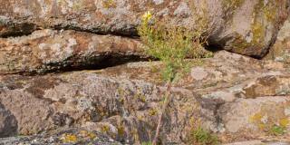 山上特有的黄色野花。美丽的秋天草地，野花和药草随风摇曳在石棺山上。自然开花植物特写4K背景。