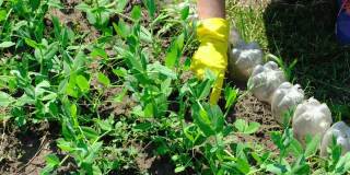 一名女子用特写镜头把豌豆苗上的杂草拔出来。种植有机蔬菜。回收塑料用于花园。缓慢的运动。