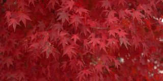 枫叶在秋天变幻着颜色，被风吹着，给人一种宁静的感觉和一种孤独的感觉