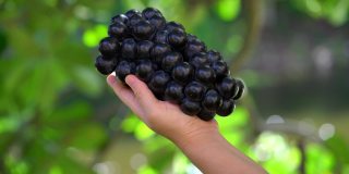 黑葡萄酒葡萄与树叶在自然农场背景，手握美味的有机巨峰葡萄在模糊的背景