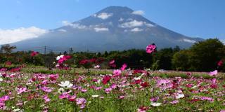 樱花盛开的富士山