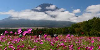 樱花盛开的富士山