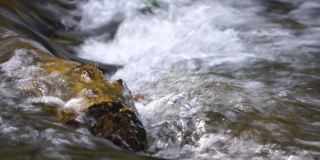 慢动作特写的急流，迅速流动的泉水与一些秋天五颜六色的叶子在水中。灰色的大石，秋天的落叶。瀑布在下降。大自然的风景