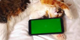 一只拿着智能手机的快乐猫咪睡在白色的毯子上。这款手机有一个绿色的屏幕——chromakey。