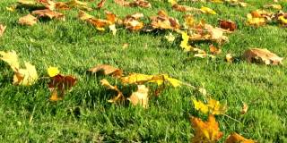 绿草染红了，枫叶落黄了，橙了。美丽的草坪经过了最后的秋冬的修剪。领地照顾，施肥和植物喂养。大自然。