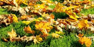 绿草染红了，枫叶落黄了，橙了。美丽的草坪经过了最后的秋冬的修剪。领地照顾，施肥和植物喂养。大自然。