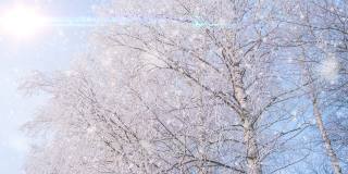 美丽的白桦树覆盖着白雪，背景是蓝天。冬天的背景。寒冷的天气。阳光明媚的一天。变形镜头耀斑