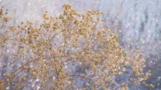冻干的田间植物，树枝上形成冰晶和雪晶。阳光明媚的早晨。雪花缓缓飘落。冬天的背景。视频素材模板下载