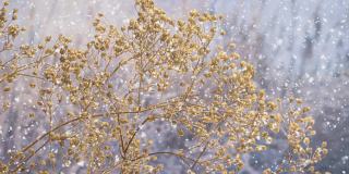 冻干的田间植物，树枝上形成冰晶和雪晶。阳光明媚的早晨。雪花缓缓飘落。冬天的背景。
