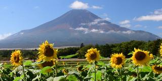 富士山和蓝天下的太阳花