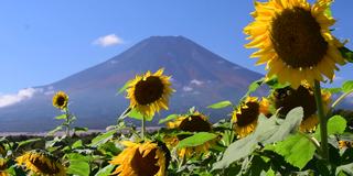 富士山和蓝天下的太阳花