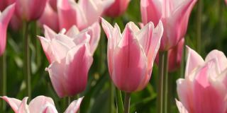 世界著名的库肯霍夫皇家公园里美丽的亮粉色和白色郁金香组合。郁金香田近观荷兰，荷兰