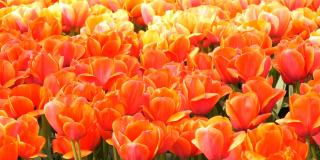 明亮的大橘红色郁金香的美丽组合