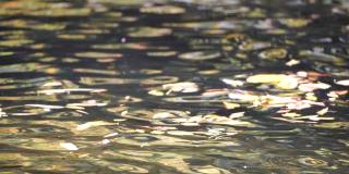 一个平静的淡水小溪与明亮的秋天树叶的特写。水面的缓慢运动随着太阳的反射平静地流动。大自然的秋景