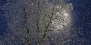 冬天的夜晚，蓝月亮从孤独的树上升起。冬天的森林里有软绵绵的雪。美丽的冬天的风景
