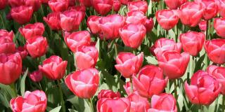 新鲜美丽的大饱和粉红色郁金香花盛开在春天的花园里。装饰性的郁金香花在春天盛开在皇家公园库肯霍夫近景。荷兰,荷兰