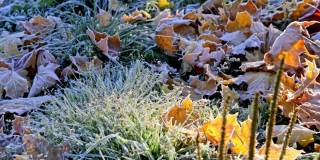 第一次晨霜在一个干燥的枫叶落下。特写镜头。副本的空间。横幅。深秋。天气预报背景。自然的细节。冬天的季节。前视图。打扫花园。有机肥料
