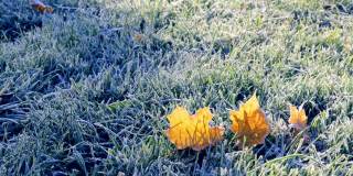 初霜落在绿草和枫叶上。草坪已准备好过冬。副本的空间。深秋。天气预报背景。自然的细节。冬天。前视图。花园清洁