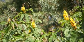 非洲番泻子花开花，园艺在加利福尼亚，美国。自然植物近距离背景。黄色的花朵在春天的早晨花园，新鲜的春天植物在柔软的焦点。烛台多汁的植物。