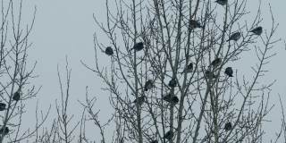 冬天，一群鸟栖息在树上