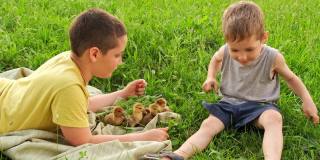 白种人家庭在夏天和家鸭玩。