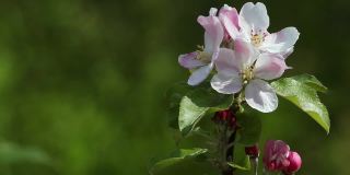 苹果在春天开花。白色和粉红色的花。有选择性的重点。模糊的背景与副本空间的绿色阴影。
