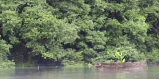 一个下雨天，雾蒙蒙的湖面上有一艘古老的木船，里面长着一棵植物。鸭子在前面游泳。