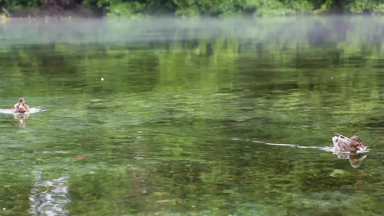 鸭子在雾蒙蒙的清澈湖水中游泳