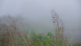 在雾天，小草的花朵在风中缓慢地飘动视频素材模板下载