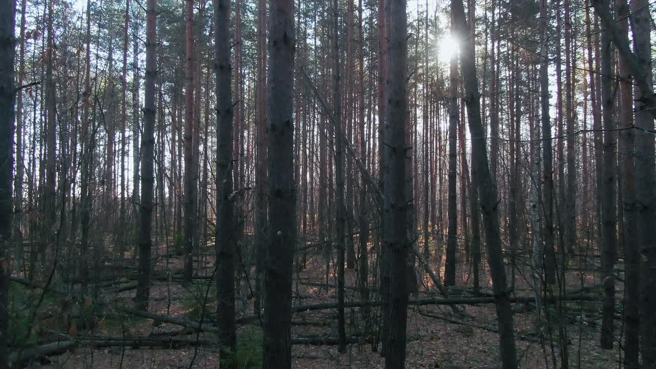 春天的森林。背景
