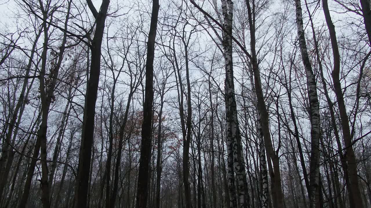 在雾蒙蒙的森林里安静的独处