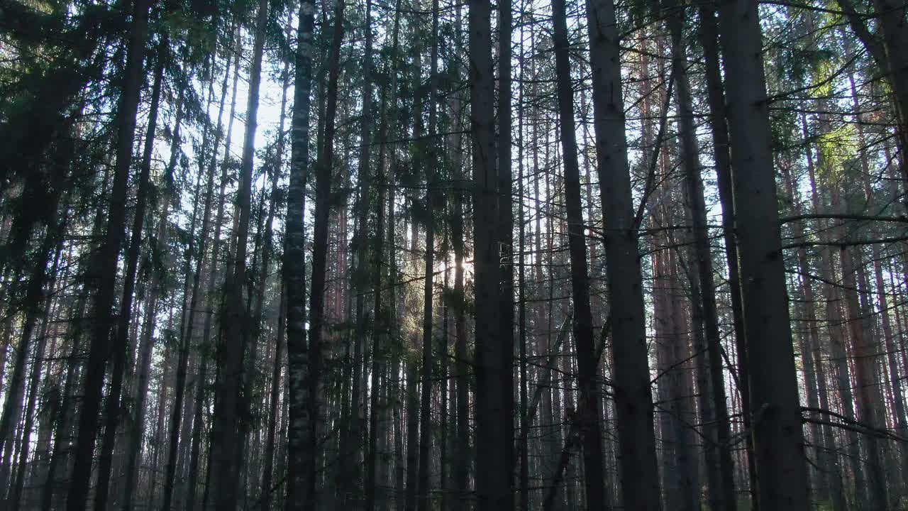 密植森林中的一组树木。