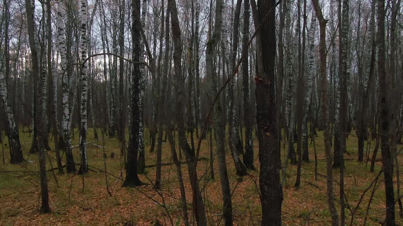 安静的孤独在茂密的森林里，无叶的树