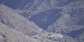 在安第斯山脉翱翔的秃鹰