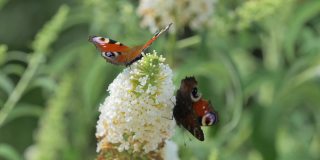 两只孔雀蝶以花蜜为食。
