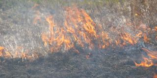 在白天的田野里看到了可怕的野火。燃烧干草草。自然界的一大片区域正在燃烧。