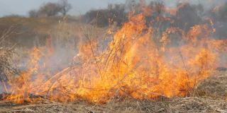 白天田野里有一场可怕危险的野火。燃烧干草草。自然界的一大片区域正在燃烧。