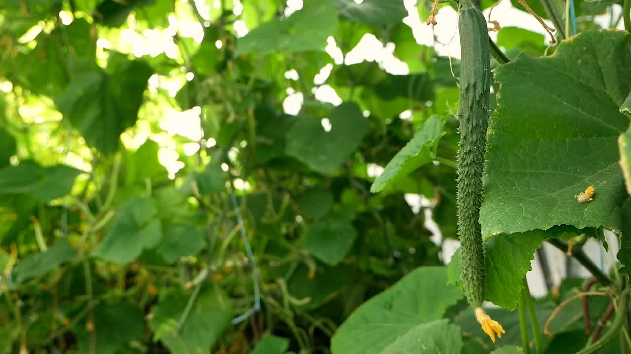 一个夏天温室里长的中国黄瓜的特写镜头。在野外种植黄瓜。农场里的蔬菜在生长。灌木丛里有黄瓜。有选择性的重点