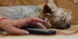 狗和人在家里的日常生活。一个女人的手在遥控器上切换频道，而狗狗在附近安静地睡觉。Yoksher梗犬小狗在沙发上休息。有选择性的重点