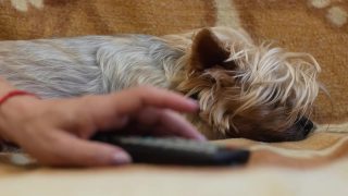 狗和人在家里的日常生活。一个女人的手在遥控器上切换频道，而狗狗在附近安静地睡觉。Yoksher梗犬小狗在沙发上休息。有选择性的重点视频素材模板下载