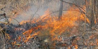 自然界有危险的野火，烧干草。森林空地上烧焦了黑色的草