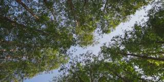 在多云的日子里，一幅低角度拱形画，画的是公园或林地里的一棵树，包括一棵雨树和一棵椰枣。
