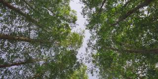 在多云的日子里，一幅低角度拱形画，画的是公园或林地里的一棵树，包括一棵雨树和一棵椰枣。